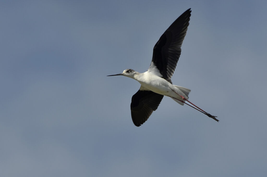 Échasse blanche, Vol