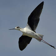 Black-winged Stilt