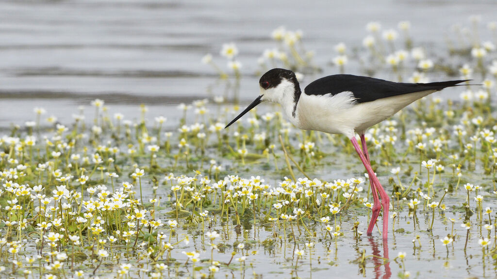 Échasse blanche, identification