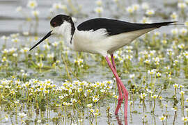 Black-winged Stilt