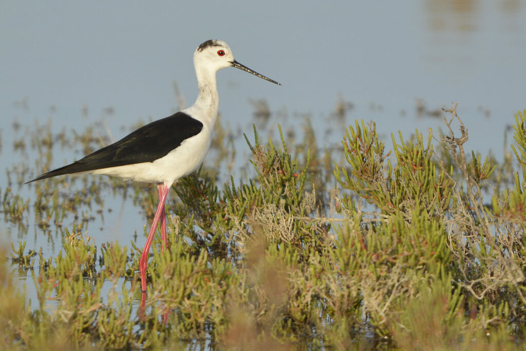 Échasse blanche, identification