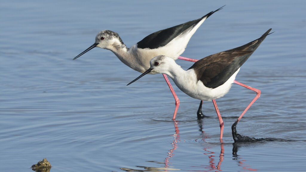 Black-winged Stiltadult breeding