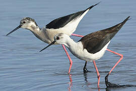 Black-winged Stilt