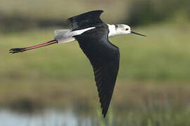 Black-winged Stilt