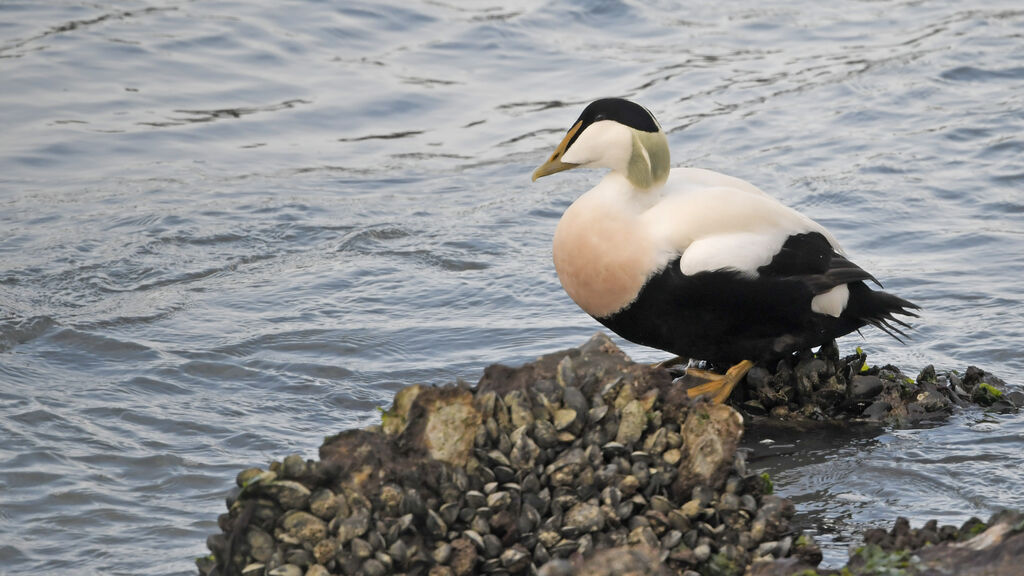 Common Eider male adult breeding, identification