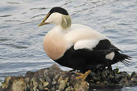 Common Eider