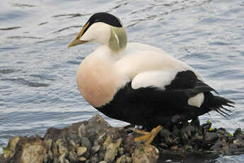 Eider à duvet