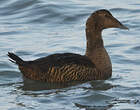 Eider à duvet