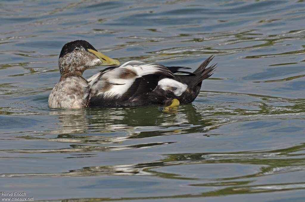 Eider à duvet mâle adulte transition, identification