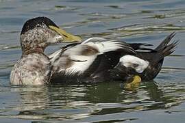 Eider à duvet