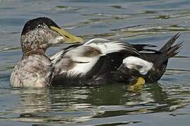 Common Eider