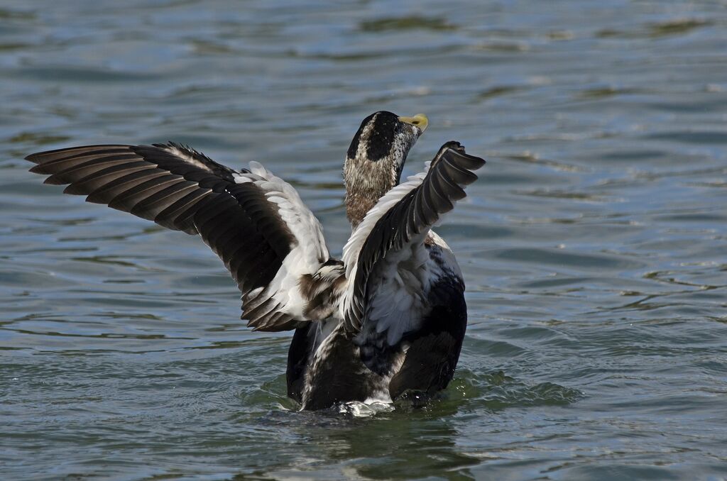 Common Eider male immature