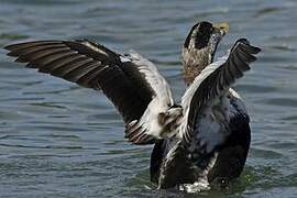 Common Eider