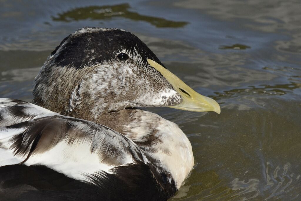 Eider à duvet mâle immature