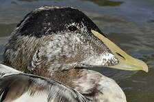 Eider à duvet