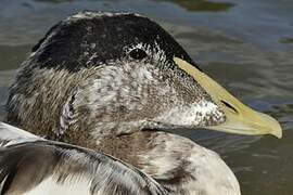 Common Eider