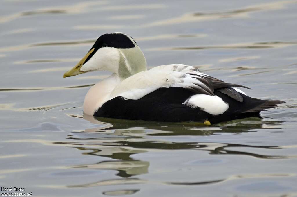 Common Eider male adult transition, identification