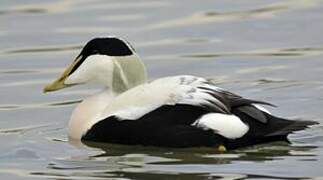 Common Eider