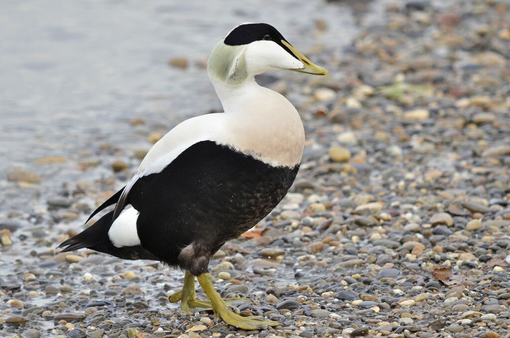 Eider à duvet mâle, identification