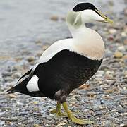 Common Eider