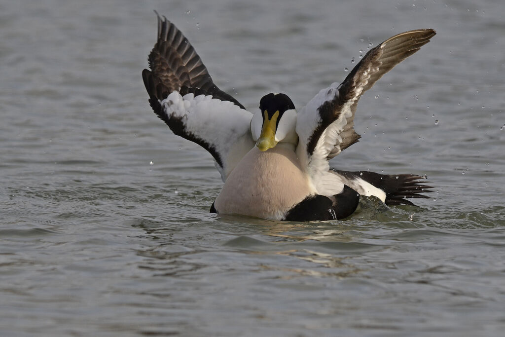 Eider à duvet mâle