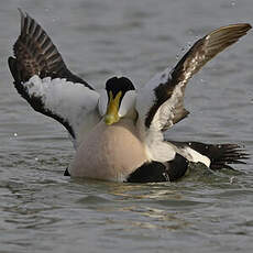 Eider à duvet