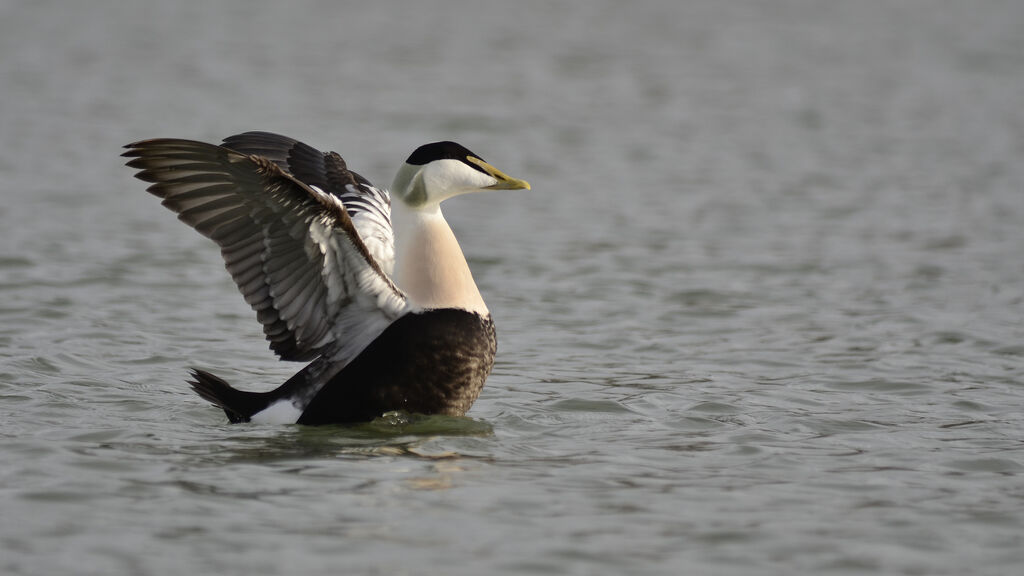 Common Eider male