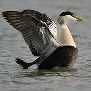 Common Eider