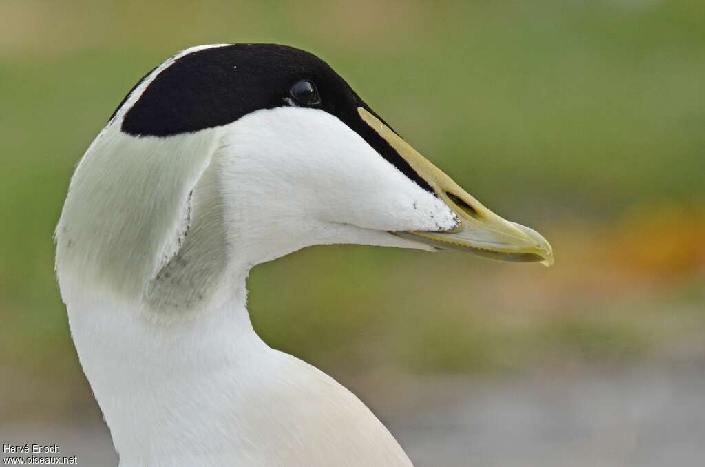 Common Eider male adult, close-up portrait