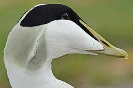 Common Eider