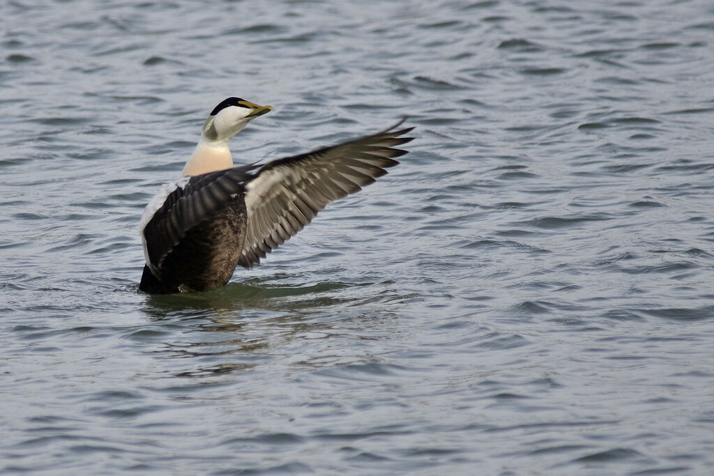 Eider à duvet mâle