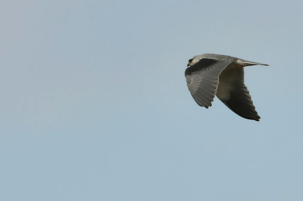 Black-winged KiteFirst year, identification