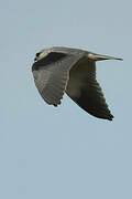 Black-winged Kite