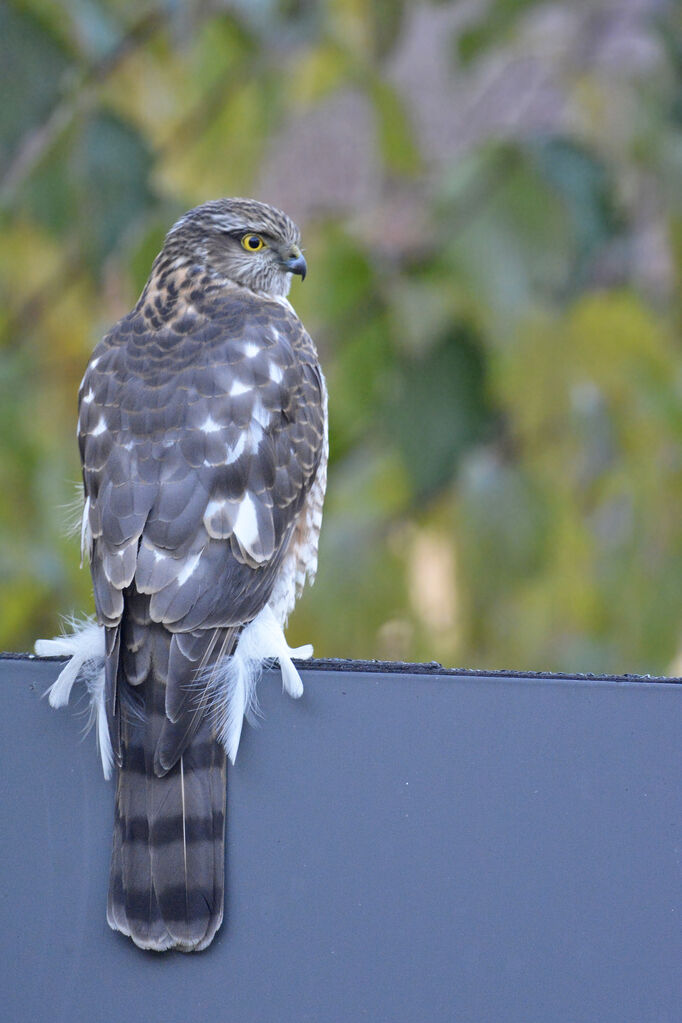 Eurasian Sparrowhawk male First year, identification