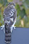 Eurasian Sparrowhawk