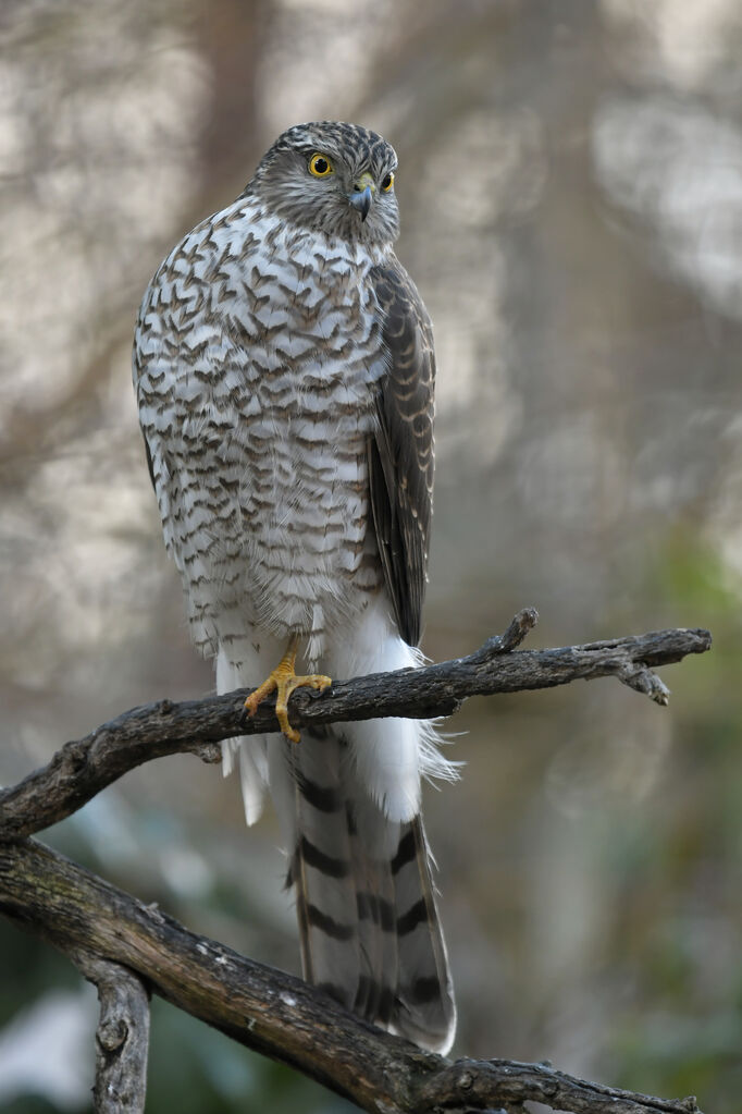 Épervier d'Europejuvénile, identification