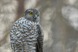 Eurasian Sparrowhawk