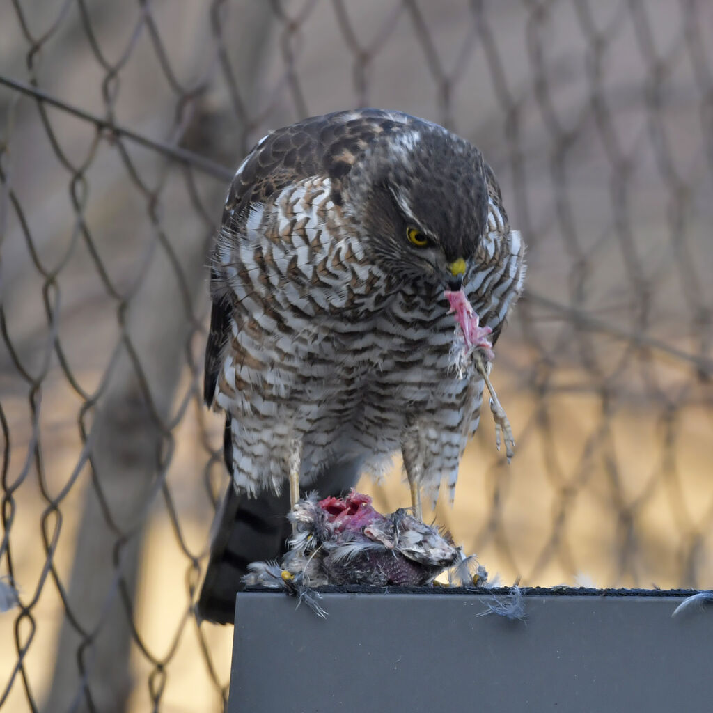 Eurasian Sparrowhawk male First year, feeding habits, eats