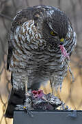 Eurasian Sparrowhawk