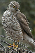 Eurasian Sparrowhawk