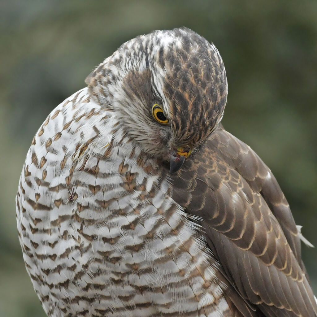 Eurasian SparrowhawkSecond year, close-up portrait