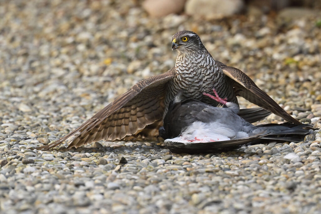 Épervier d'Europe femelle 2ème année, régime, pêche/chasse