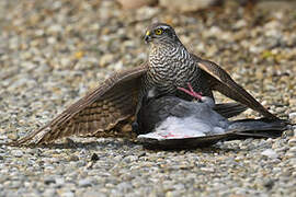 Eurasian Sparrowhawk