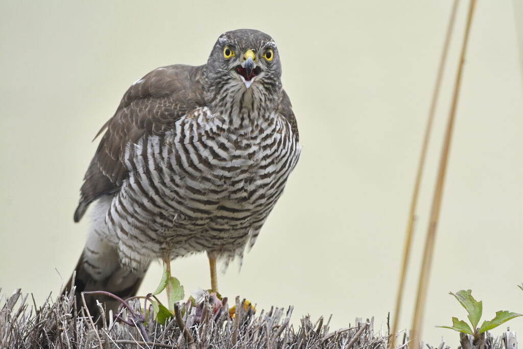 Eurasian Sparrowhawk female First year