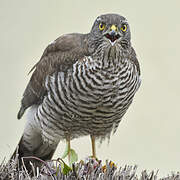 Eurasian Sparrowhawk