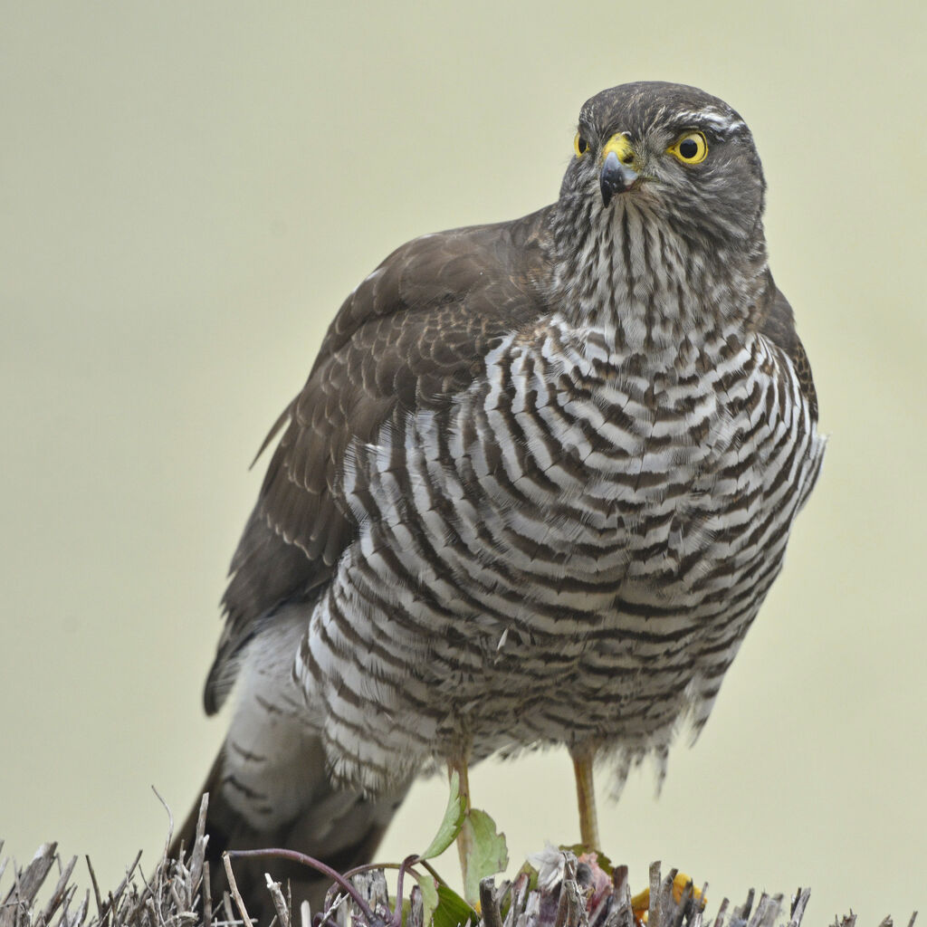 Eurasian Sparrowhawk female First year