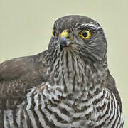 Eurasian Sparrowhawk