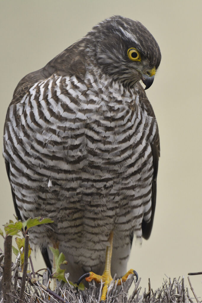 Eurasian Sparrowhawk female First year