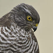 Eurasian Sparrowhawk