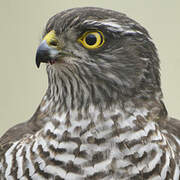 Eurasian Sparrowhawk